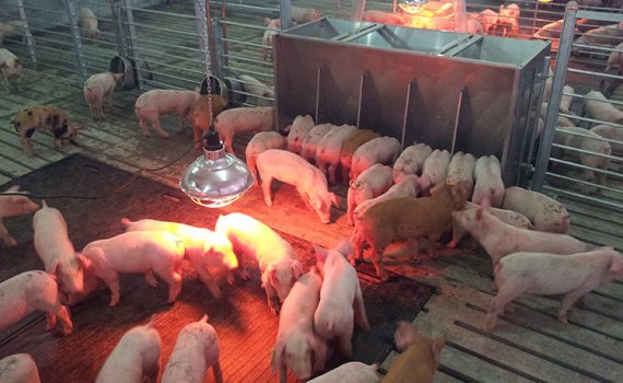 Kingreen Piglets Wean to Finish Rubber Mat KS101