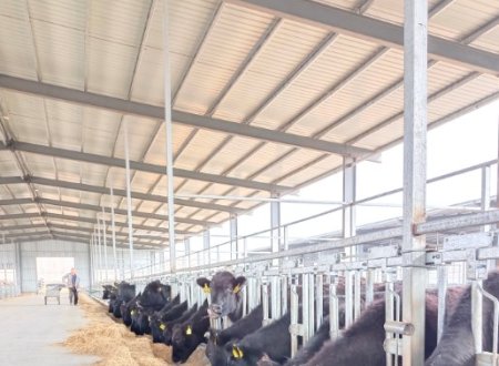 rubber mat installation in a beef cattle farm