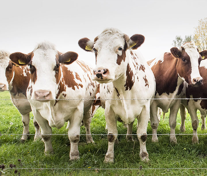 Dairy Cattle Mats