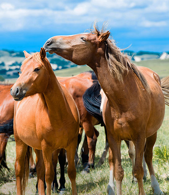 Horse Mats